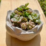 Telegram profile photo for Plants friends 🌱