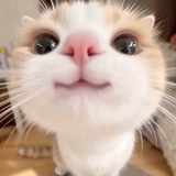 Telegram profile photo for *・゜miaw.com (ノ´・ω・)ノ