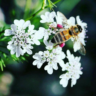 Telegram profile photo for √ Honey kurd√