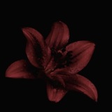 Telegram profile photo for خَـ