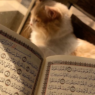Telegram profile photo for القرآن الكريم