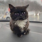 Telegram profile photo for Картинки роплакс