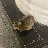 Telegram profile photo for приклюкисынья🚬