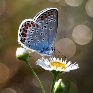 Telegram profile photo for 🌿 ЖИВАЯ ПРИРОДА🌿
