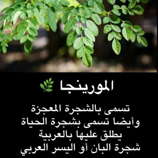 Telegram profile photo for مورينجا 🌿شجرة البان 🌿المعجزة