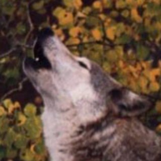 Telegram profile photo for HourlyWolves