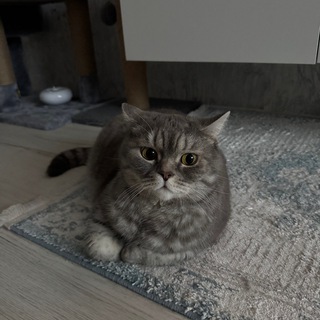 Telegram profile photo for Суетолог 2.0