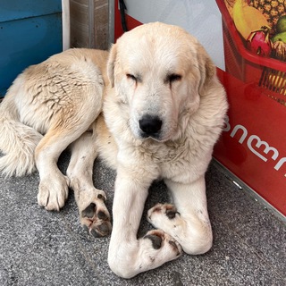 Telegram profile photo for Resale mood Batumi