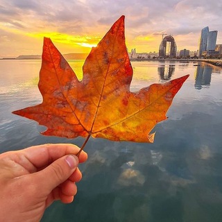 Telegram profile photo for Orange