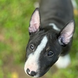 Telegram profile photo for MiniBullBash