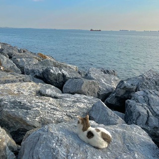 Telegram profile photo for الالهام