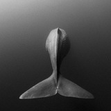 Telegram profile photo for Эдвин. Жизнь из глубины