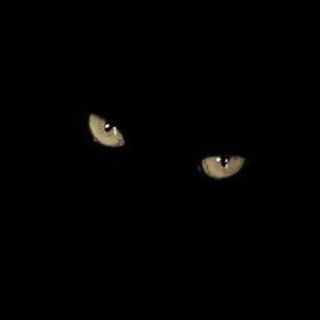 Telegram profile photo for ʜᴀᴅᴅᴀᴍᴏɴ