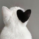Telegram profile photo for ๐๐๐๐๐๐ฃ