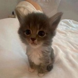 Telegram profile photo for Roblox kat