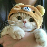 Telegram profile photo for Archive