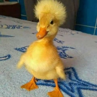 Telegram profile photo for lil ducky