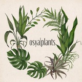 Telegram profile photo for osya|plants