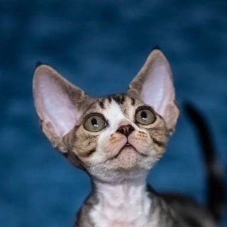 Telegram profile photo for ISKRA | котята девон-рекс