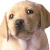 Telegram profile photo for Кисель мне всё рассказал