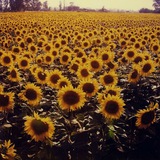 Telegram profile photo for -Le Tournesol