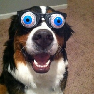 Telegram profile photo for Funny Animals