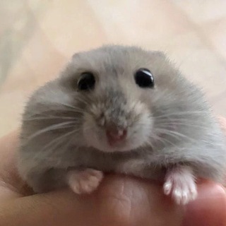 Telegram group profile photo for Wewin Chat
