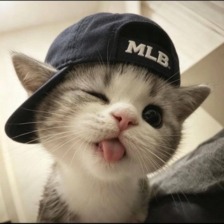 Telegram profile photo for 猫咪-CC更新频道,每日更新