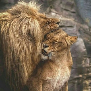 Telegram profile photo for حیاط وحش امازون