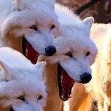 Telegram profile photo for Мемограм