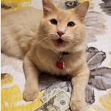Telegram profile photo for Earndollorwithus$