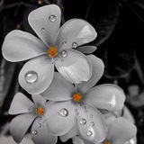 Telegram profile photo for 🌹دين و حياة🌹