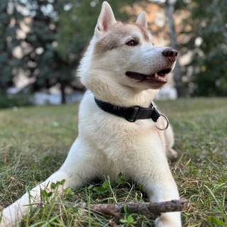 Telegram profile photo for Mishka||Mixael🦴🍃