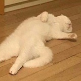 Telegram profile photo for Zoopedia Partnership