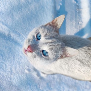 Telegram profile photo for heaven pasabulks