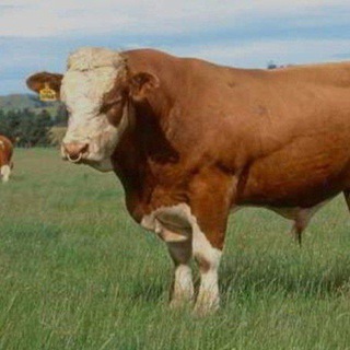 Telegram profile photo for ЯККАБОГ, ШАХРИСАБИЗ КИТОБ,КАМАШИ, ЧИРОКЧИ МОЛ БОЗОРИ🐄🐂🐃
