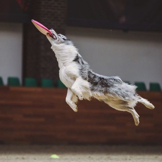 Telegram profile photo for Таинственный мир спортсменов