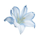 Telegram profile photo for ʀᴀɪɴʏ ɪɴғᴏ𐦍༘