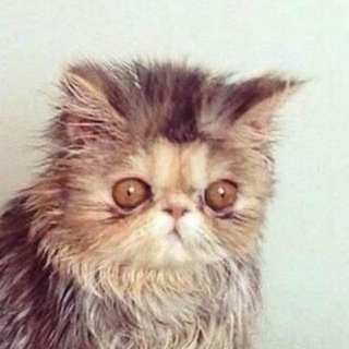 Telegram profile photo for Секс, котики, чикен-ролл
