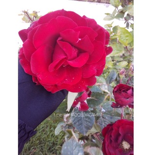 Telegram profile photo for 💎『الجَوهَرَةُ الـسّلَفِـيَّـۃ 』💎