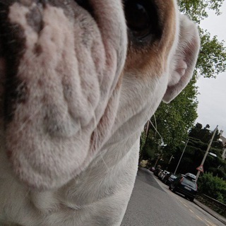Telegram profile photo for StellDog