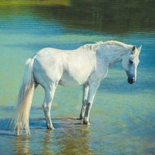 Telegram profile photo for ложка без соли ! ! 🧂
