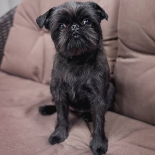 Telegram profile photo for Эбигейл 🐕🦺