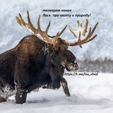 Telegram profile photo for Лось: тг канал про охоту! Самый интересный!