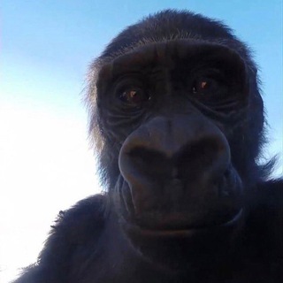 Telegram profile photo for Майор