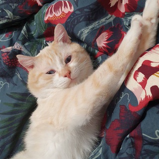 Telegram profile photo for Коты и жизнь в деревне