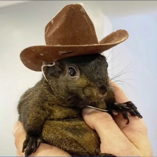 Telegram group profile photo for Peanut The Squirrel