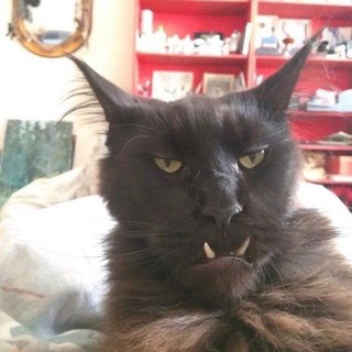 Telegram profile photo for Papa Power