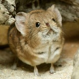 Telegram profile photo for Бобросховище🦫🦫🦫