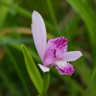 Telegram profile photo for Wild flowers of Sakhalin and the Kuriles